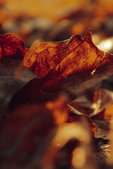 autumn leaves on the ground