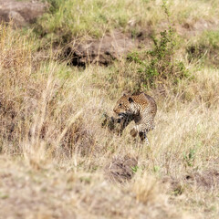 Adult leopard,emerges from the long grass of the Masai Mara, Kenya
