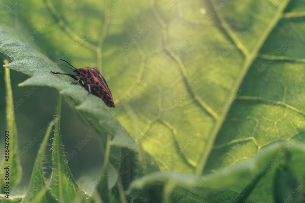 Poster Close Up of linen skin stink bug on the green leaf, The brown marmorated stink bug is an insect in the family Pentatomidae..Nature background pattern texture for design.