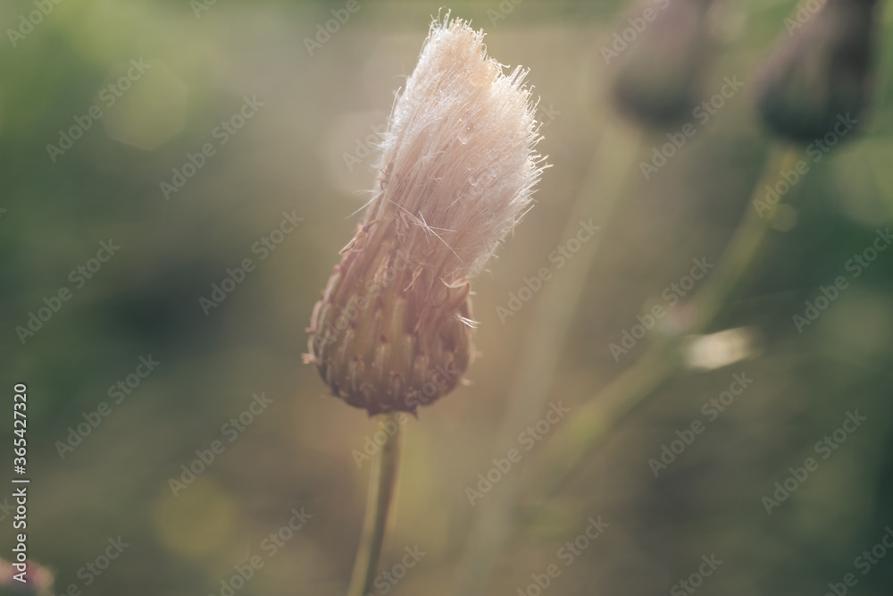 Poster green leaves and purple flowers of a wild greater burdock in summer in the meadow. nature background