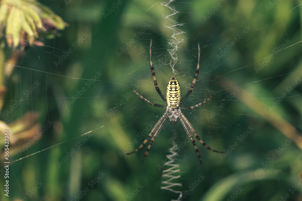Poster cobweb or spider's web against a natural background, dew drops on a spider .