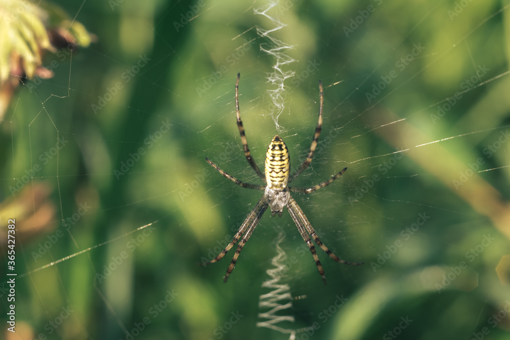 Poster cobweb or spider's web against a natural background, dew drops on a spider .
