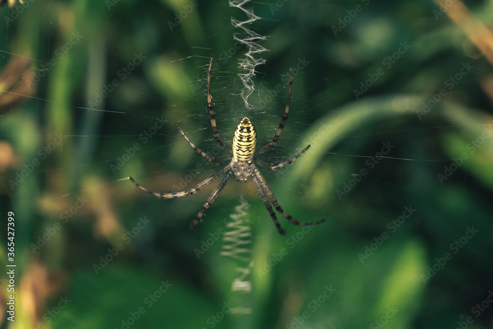 Poster cobweb or spider's web against a natural background, dew drops on a spider .