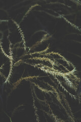 Rare and artistic image of dark nature