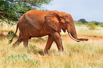 African red elephant is in wildlife reserve. Africa's big 5 (five) animals.