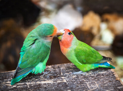 Two lovebird  cute parrots are sitting on the natural background. Parrot agapornis roseicollis. Tenerife, Spain.