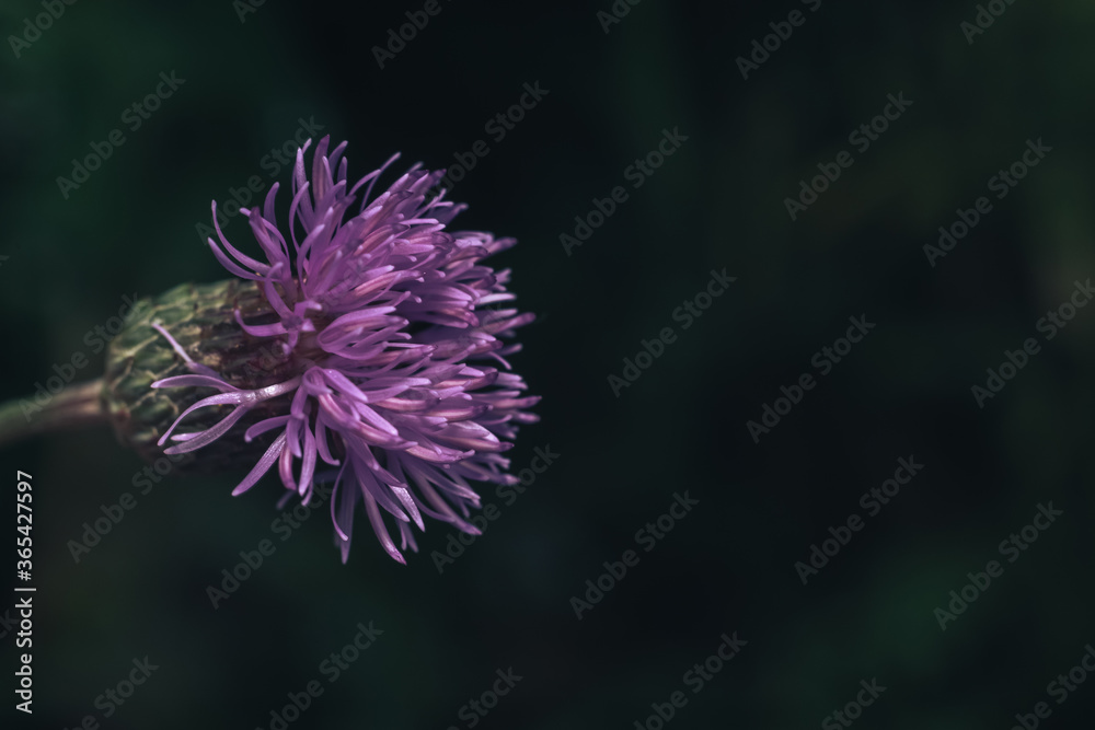 Poster green leaves and purple flowers of a wild greater burdock in summer in the meadow. nature background