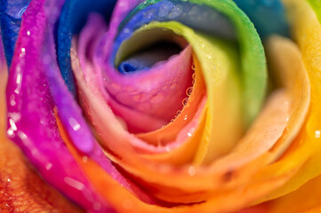 Fototapeta na wymiar Rainbow rose petal leaves pride flag colors lbtg lbtgq gay love