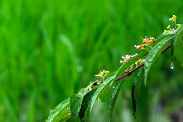 雨粒と緑色のテクスチャー