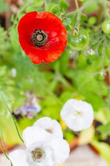 Vivid red and white poppy flowers of Mother of Pearl heirloom variety on a bright sunny day on a balcony in a pot. Growing pollinator-friendly plants in containers as a family urban-gardening activity © Marina