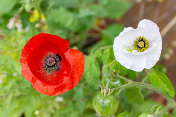 Vivid red and white poppy flowers of Mother of Pearl heirloom variety on a bright sunny day on a balcony in a pot. Growing pollinator-friendly plants in containers as a family urban-gardening activity © Marina