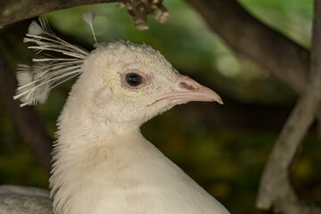white albino peacock in the garden