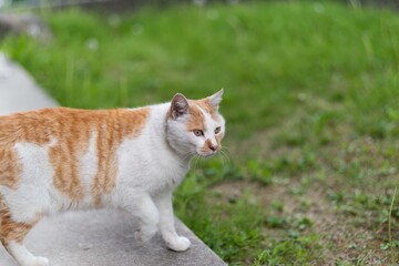 自由な野良猫　　茶白猫