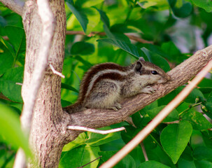squirrel on a tree