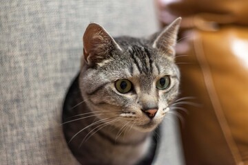 キャットタワーから顔を出す猫　　サバトラ猫