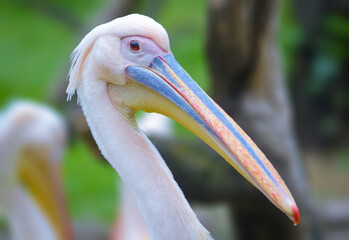 Spot-billed pelican or great white pelican
