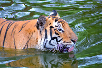 Fototapeta na wymiar Tiger swimming in water with open tongue