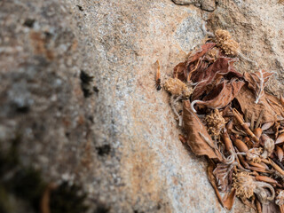 detail of an ant insect