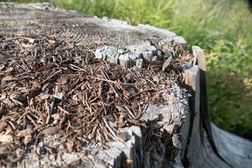 detail of an ant insect