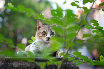 Naklejka na ściany i meble Adorable Thai stripe cat is hiding behide the tree with blue foreground