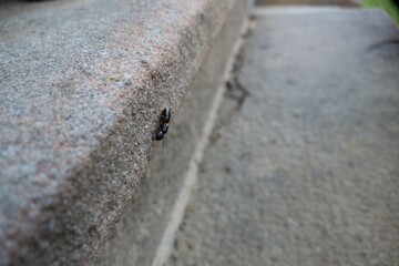detail of an ant insect