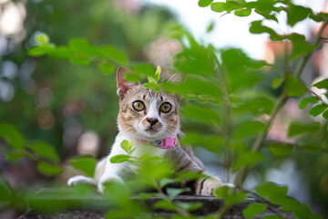 Adorable Thai stripe cat is hiding behide the  tree with blue foreground