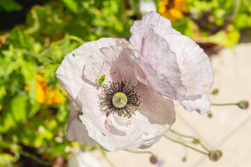 Katydid on a blushed silver white poppy flower of Mother of Pearl heirloom variety on a sunny day...
