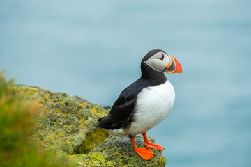 Close up cute of Puffin at island in Iceland