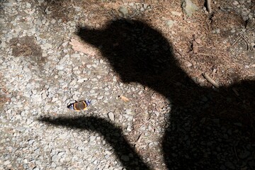 brown colorful butterfly on the ground
