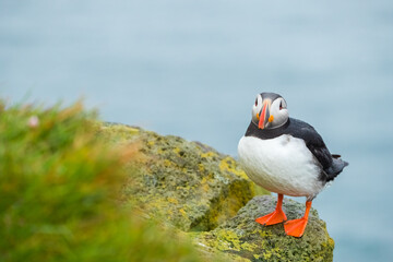 Close up cute of Puffin at island in Iceland