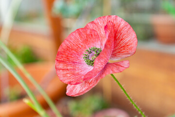 Vivid green pollen of a red mauve poppy flower of Mother of Pearl heirloom variety on a sunny day on a balcony. Growing pollinator-friendly plants in containers as a family urban-gardening © Marina