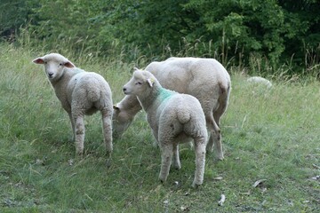 Obraz na płótnie Canvas three sheeps on a meadow