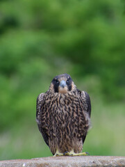 the young falcon(hawk) - wild bird / ハヤブサの幼鳥（天然野鳥）