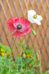 Mauve red and white poppy flowers of Mother of Pearl heirloom variety on a bright sunny day on a balcony in a pot. Growing pollinator-friendly plants in containers as a family urban-gardening activity