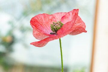 Vivid green pollen of a red mauve poppy flower of Mother of Pearl heirloom variety on a sunny day...