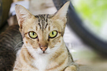 close up portrait of a cat