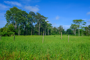 Amazon rain forest in a perfect and lovely sunny day