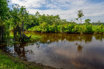 Amazon rain forest in a perfect and lovely sunny day