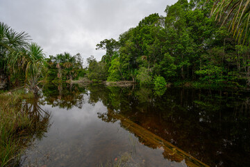 Amazon rain forest in a perfect and lovely sunny day