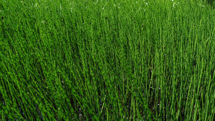 Background image. Summer bright nature of the tundra. There are many plants in the swamp. Green horsetail stems in the form of a solid wall.