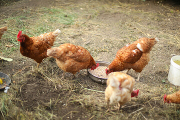 Chickens and a rooster in the coop