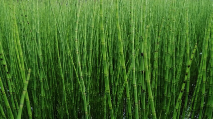 Background image. Summer bright nature of the tundra. There are many plants in the swamp. Green horsetail stems in the form of a solid wall.