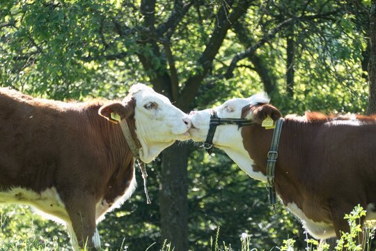 two kissing cows on a meadow