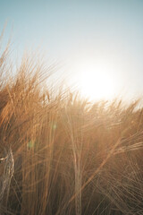 Close up of spikes in the sunset