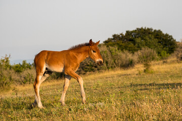 Plakat portrait of a free foal in the mountains