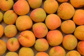 Apricots background. Fresh organic apricot fruits. Countryside garden harvest. Fruit salad, smoothie, pie and jam ingredient.