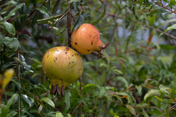 Yellow pomegranate fruit on the tree with blur background  