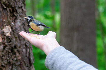 titmouse sits on a man’s hand with a pine nut in its beak