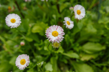 Fototapeta premium common daisy or Bellis Perennis on a lawn.