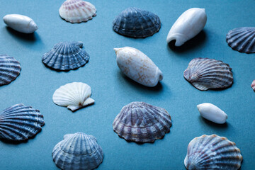 DIfferent seashells on blue background. Summer wallpaper and texture. 